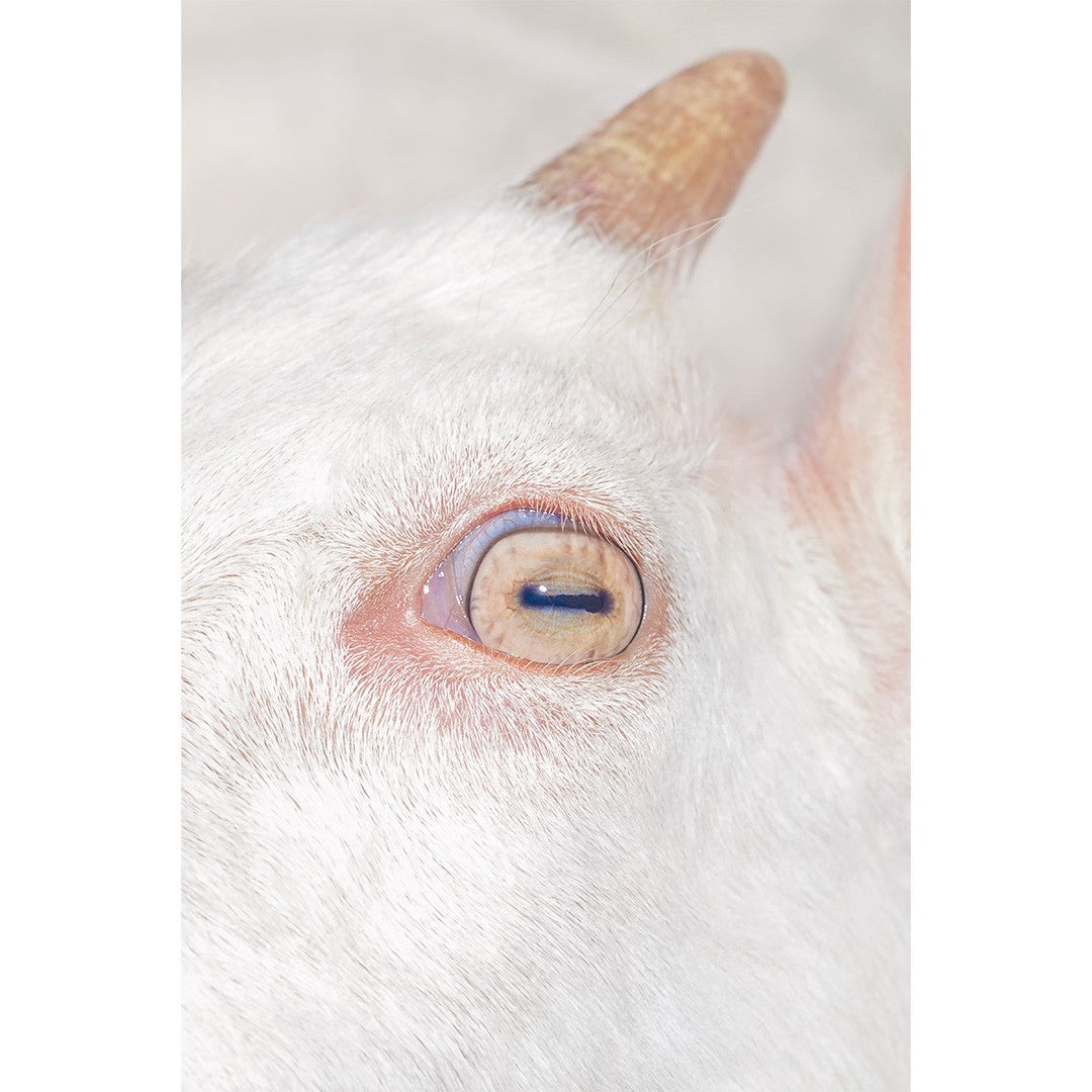 遠藤文香《Little_Goat Eye》